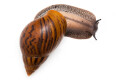 Achatina achatina achatina Ghana typ 1c semiadult 13cm